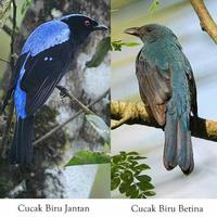 Gambar burung cucak biru betina gacor mapan siap kawin dari riashop-2 undefined 4 Tokopedia