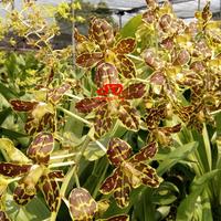 Gambar [ DEWASA ] Grammatophyllum Tiger’s Paw – Anggrek dengan Corak Kaki Harimau dari Sandi Orchid Garden undefined 1 Tokopedia