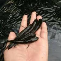 Gambar BIBIT IKAN GABUS dari Griya Arka Kendal undefined 2 Tokopedia