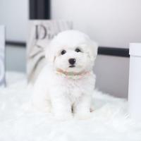 Gambar puppy mini bichon frise male dari maxowen undefined 2 Tokopedia