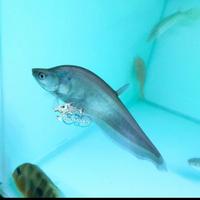 Gambar Ikan Belida Bangkok unik Motif clean dari Mars Aquatics Official undefined 1 Tokopedia