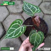 Gambar Tanaman hias kuping gajah Anthurium Velvet Mask dari Tanaman dan herbal store undefined 2 Tokopedia
