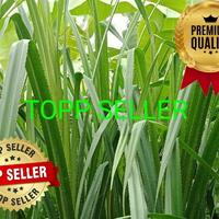 Gambar TANAMAN PANDAN DURI (PREMIUM QUALITY) dari TOPP SELLER undefined 4 Tokopedia