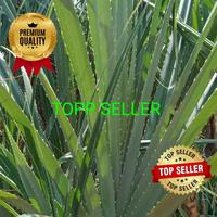 Gambar TANAMAN PANDAN DURI (PREMIUM QUALITY) dari TOPP SELLER undefined 2 Tokopedia