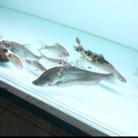 Gambar Ikan Belida Bangkok unik Motif clean dari Mars Aquatics Official undefined 3 Tokopedia