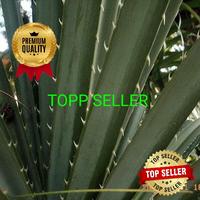 Gambar TANAMAN PANDAN DURI (PREMIUM QUALITY) dari TOPP SELLER undefined 3 Tokopedia