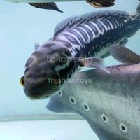 Gambar ikan channa micropeltes toman big size jumbo / Channa Jakarta Selatan dari fresh sedoyo undefined 3 Tokopedia