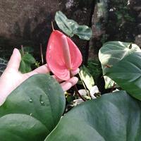 Gambar Anthurium Bunga Pink Sz dewasa Tinggi dari BLT garden undefined 2 Tokopedia