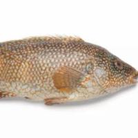 Gambar Ikan kerapu segar 1kg dari Peken Badung undefined 2 Tokopedia