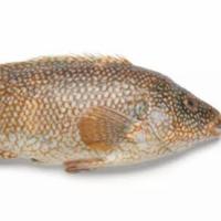 Gambar Ikan kerapu segar 1kg dari Peken Badung undefined 3 Tokopedia
