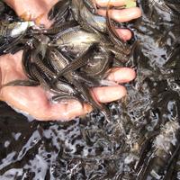 Gambar ikan dewa/mahseer UK 5_7 dari MAHSEER MOGA undefined 2 Tokopedia