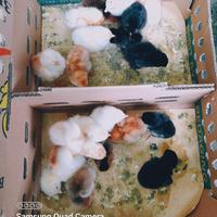 Gambar Ecer Eceran DOC Joper Bibit Anak Ayam Kampung Super Anakan Bandung dari Naufal Farms undefined 2 Tokopedia