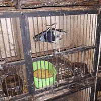 Gambar burung rambatan doraemon jantan dari wikapidia petshop undefined 2 Tokopedia