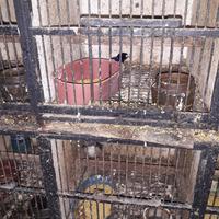 Gambar burung rambatan doraemon jantan dari wikapidia petshop undefined 5 Tokopedia