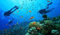 Gambar DIVING TRIP MENJANGAN - NUSAPENIDA (BALI) 13-17 AGUSTUS 2022 dari Rafauli Dive_Center undefined 3 Tokopedia