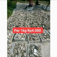 Gambar Kulit Kerang Oyster Filter Untuk Menstabilkan Ph Air Kolam Ikan per1kg dari Kiano Koi undefined 1 Tokopedia