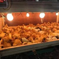 Gambar TELUR BEBEK FERTIL PEKING F1 indukan bobot 3-5kg UNTUK DI TETAS KAN dari toko telor putra abadi undefined 2 Tokopedia
