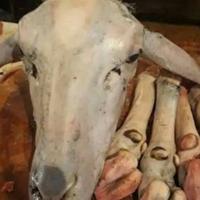 Gambar Daging kepala kambing muda plus 4 kaki dijamin fresh segar 800-1kg dari pasarbadung online undefined 2 Tokopedia
