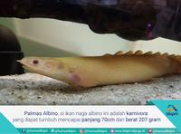 Gambar Palmas Albino - Palmas Endlicheri Naga Air Tawar / Ikan Predator Hias - Palmas Albino, Size 7-10cm dari Kiddies World undefined 3 Tokopedia