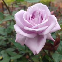 Gambar Tanaman hias mawar rose ungu wangi holand dari Keysha flower garden undefined 2 Tokopedia