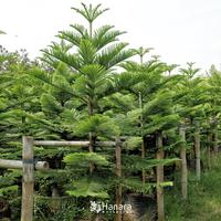 Gambar Araucaria heterophylla - Cemara Norfolk - pohon instan/instant tree dari Hanara nurseries undefined 3 Tokopedia