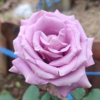 Gambar Tanaman hias mawar rose ungu wangi holand dari Keysha flower garden undefined 1 Tokopedia
