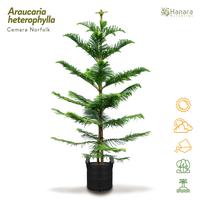 Gambar Araucaria heterophylla - Cemara Norfolk - pohon instan/instant tree dari Hanara nurseries undefined 1 Tokopedia