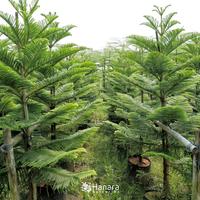 Gambar Araucaria heterophylla - Cemara Norfolk - pohon instan/instant tree dari Hanara nurseries undefined 2 Tokopedia