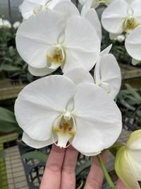 Gambar Anggrek Bulan - Spike dari Ganthari Florist undefined 2 Tokopedia