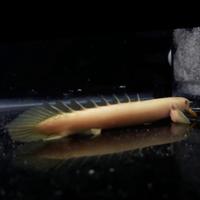 Gambar Palmas Albino - Palmas Endlicheri Naga Air Tawar / Ikan Predator Hias - Palmas Albino, Size 7-10cm dari Kiddies World undefined 4 Tokopedia