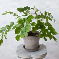 Gambar suplir gajah / Adiantum peruvianum / tanaman hias dari kaizura plant undefined 1 Tokopedia