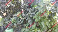 Gambar Daun Alpukat Segar Herbal Daun Alpuket Fresh Organik Per Lembar dari Raibycom undefined 2 Tokopedia