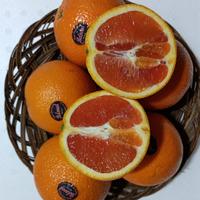 Gambar JERUK SANKIS CARA CARA AUSSIE FRESH MNIS PER 1 KG dari toko buah segar albarokah undefined 1 Tokopedia