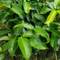 Gambar Jual bibit pohon manggis okulasi tinggi sekitar 50 cm sulawesi utara dari JohanaBless undefined 1 Tokopedia