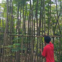 Gambar pesanan pak johan pandeglang dari hilmanGreenPark undefined 2 Tokopedia