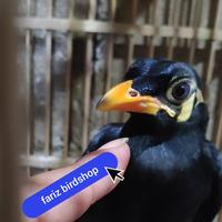 Gambar beo anakan lolohan jantan dari @FARIZ BIRDSHOP undefined 1 Tokopedia