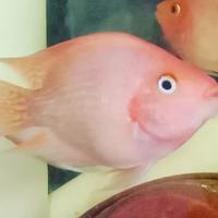 Gambar KKKP Medium 8-10cm dari Bagas Mina cichlids undefined 3 Tokopedia