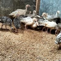 Gambar Ayam Kalkun dari kandang ayam hias undefined 2 Tokopedia