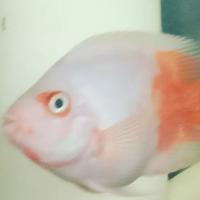 Gambar KKKP Medium 8-10cm dari Bagas Mina cichlids undefined 1 Tokopedia
