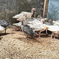 Gambar Ayam Kalkun dari kandang ayam hias undefined 3 Tokopedia