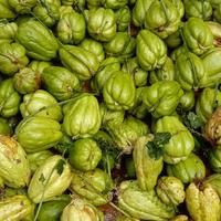 Gambar bibit labu siam unggul sudah bertunas per 1 buah dari Paradiseonline01 undefined 1 Tokopedia