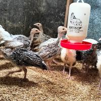Gambar Ayam Kalkun dari kandang ayam hias undefined 1 Tokopedia
