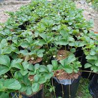 Gambar HARGA DI BANTING Paket 5 Bibit Strawberry Dataran Rendah Buah jumbo - Belum Berbunga, 5 pohon dari Harapan Bibit ku undefined 3 Tokopedia