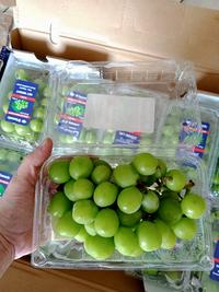 Gambar ANGGUR HIJAU MUSCAT PACK dari pusat buah abak kumbang undefined 1 Tokopedia