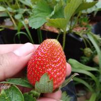 Gambar HARGA DI BANTING Paket 5 Bibit Strawberry Dataran Rendah Buah jumbo - Belum Berbunga, 5 pohon dari Harapan Bibit ku undefined 2 Tokopedia