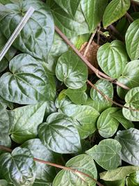 Gambar Daun suruh daun soroh daun sirih cina daun zoroh hijau barang segar dari Pompa Air Submersible undefined 3 Tokopedia