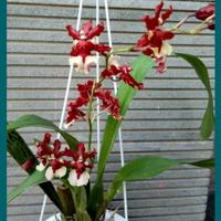 Gambar anggrek oncidium dari ANUGRAH ALAM 45 undefined 3 Tokopedia