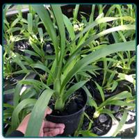 Gambar anggrek oncidium dari ANUGRAH ALAM 45 undefined 2 Tokopedia