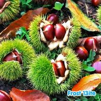 Gambar Dried Chestnut / Kacang Kastanye / Berangan / Lakci / Li Zi 100g dari Frost Bitess undefined 2 Tokopedia