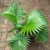 Gambar Tanaman hias - Pohon palem sadeng sinensis tinggi 1 meter dari Sahabat Nursery_NEW undefined 2 Tokopedia